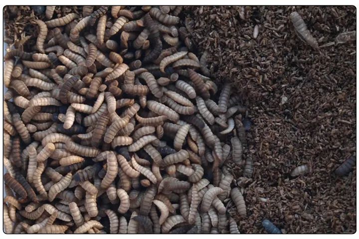 潔匠凈化·的凈工業除臭劑_黑水虻養殖實地設計除臭方案,工業除臭劑解決惡臭難題!