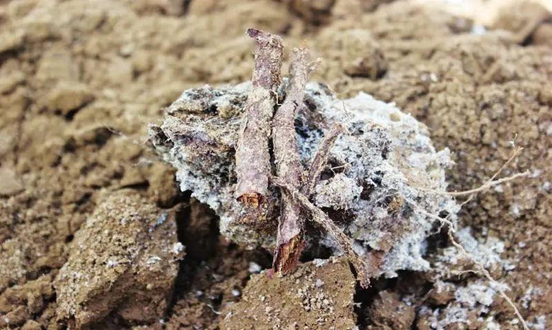 “農藥污染土壤” 潔匠凈化農藥除臭劑根源除臭顯優勢.jpg